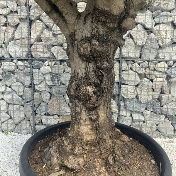 Gnarled Multistem Olive Tree XL J375 - Image 3