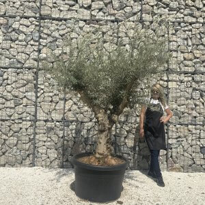 Gnarled Multistem Olive Tree XL J284