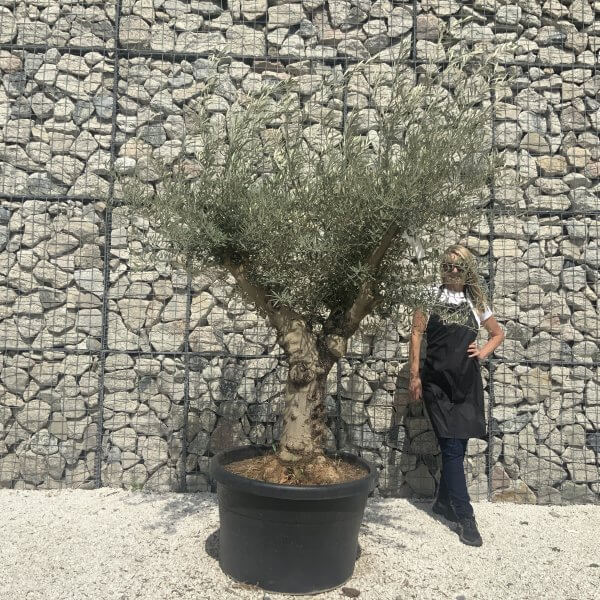Gnarled Multistem Olive Tree XL J284
