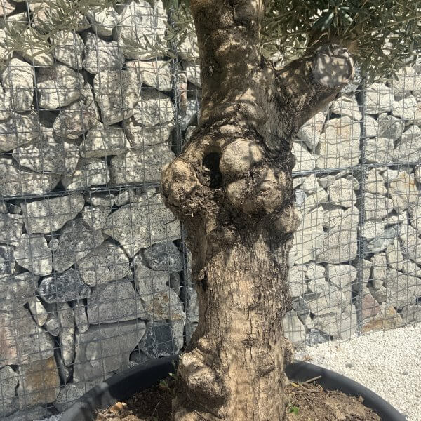 Gnarled Multistem Olive Tree XL J344 - Image 3