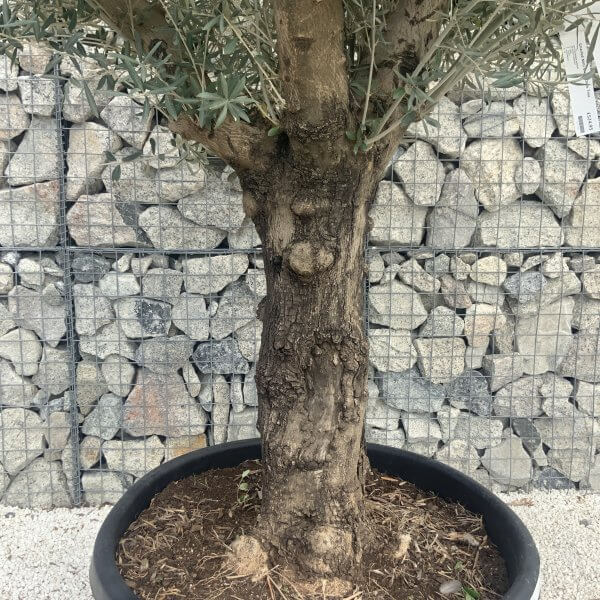 Gnarled Multistem Olive Tree XL J312 - Image 3