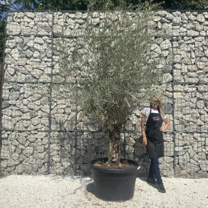 Gnarled Multistem Olive Tree XL J347