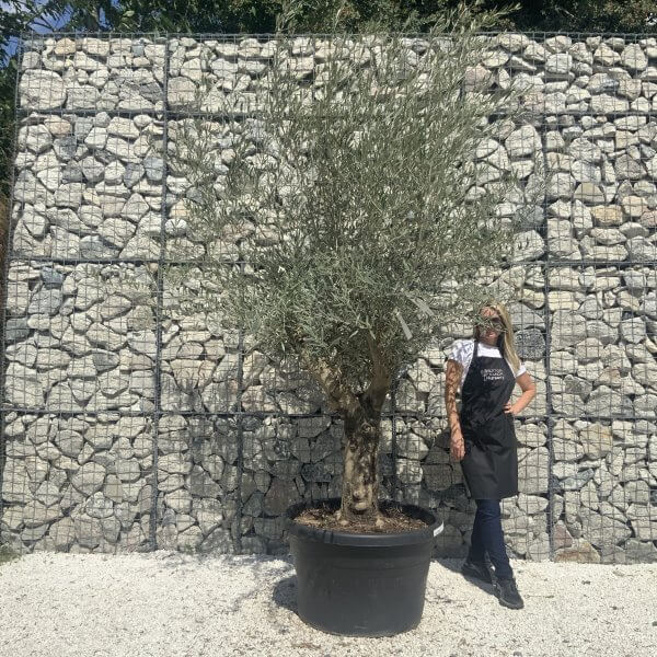 Gnarled Multistem Olive Tree XL J347