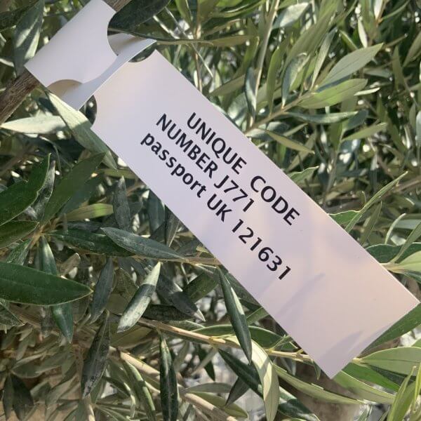 Olive Tree Tuscan Multi Stem Chunky Trunk J771 - Image 4