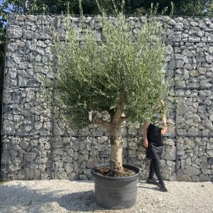Olive Tree Tuscan Multi Stem Chunky Trunk XXL J774