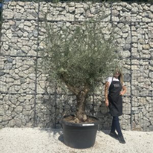Gnarled Multistem Olive Tree XL J345