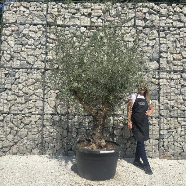 Gnarled Multistem Olive Tree XL J345