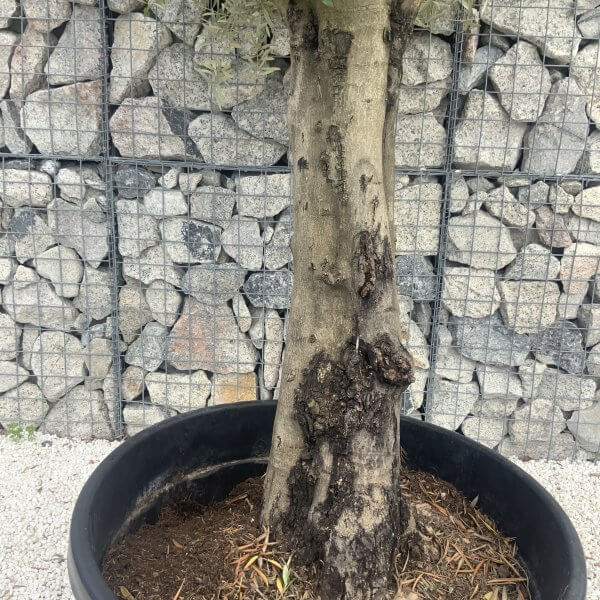 Gnarled Multistem Olive Tree XL J037 - Image 3