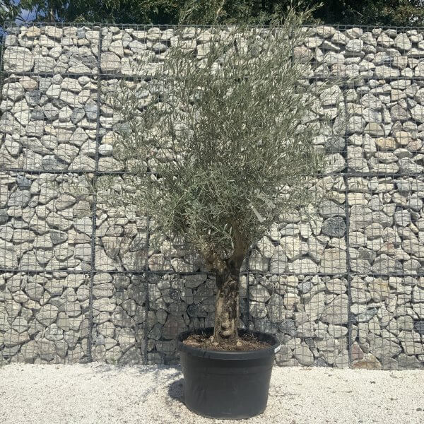 Gnarled Multistem Olive Tree XL J347 - Image 2