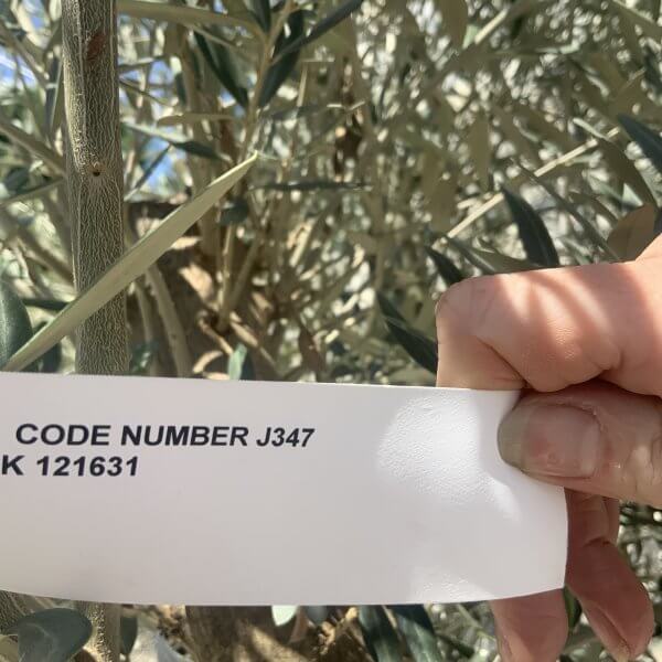 Gnarled Multistem Olive Tree XL J347 - Image 4