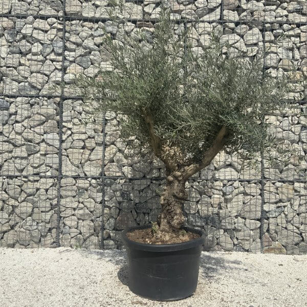 Gnarled Multistem Olive Tree XL J311 - Image 2