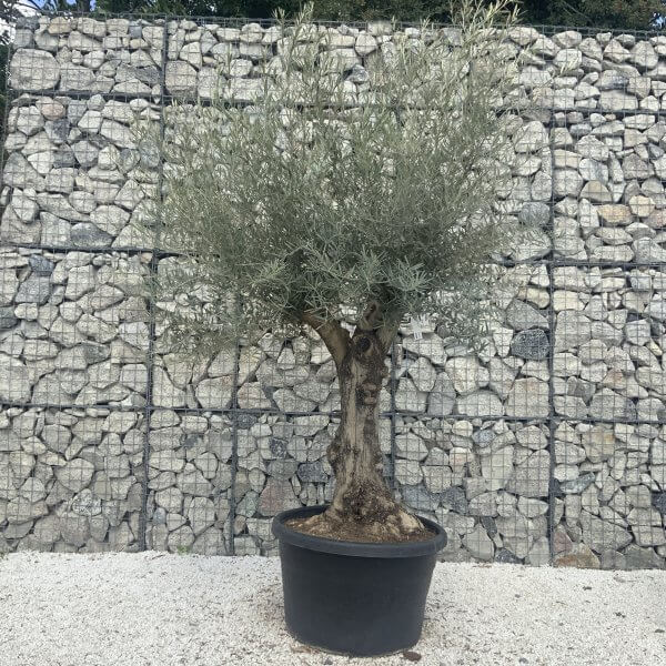 Gnarled Multistem Olive Tree XL J310 - Image 2