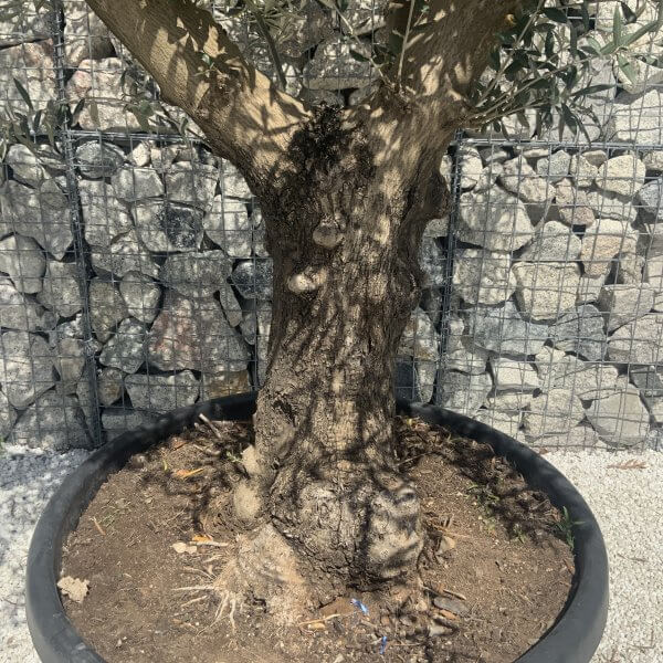 Gnarled Multistem Olive Tree XL J345 - Image 3