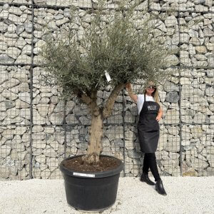Gnarled Multistem Olive Tree XL J309