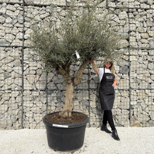 Gnarled Multistem Olive Tree XL J309