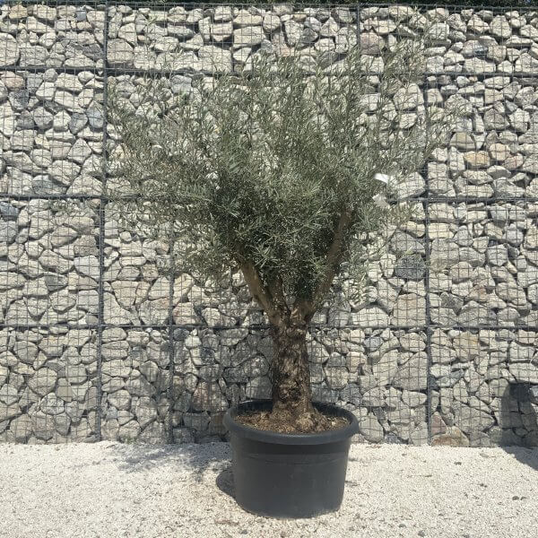Gnarled Multistem Olive Tree XL J343 - Image 2