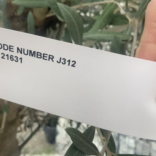 Gnarled Multistem Olive Tree XL J312 - Image 4