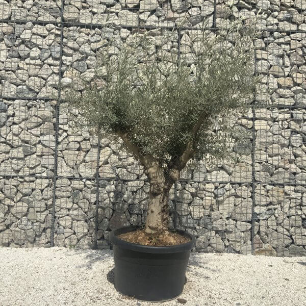 Gnarled Multistem Olive Tree XL J284 - Image 2