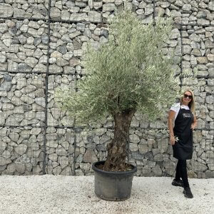 Gnarled Olive Tree J665