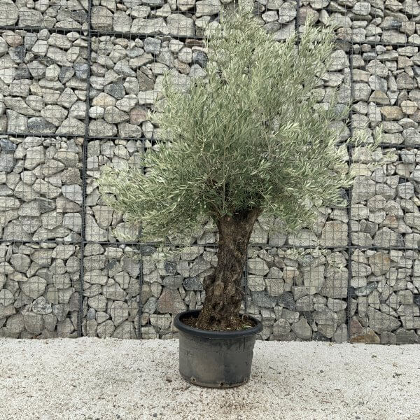 Gnarled Olive Tree J665 - Image 2