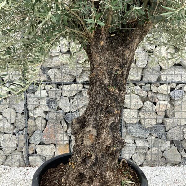 Gnarled Olive Tree J665 - Image 3