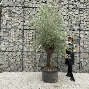 Gnarled Olive Tree J667