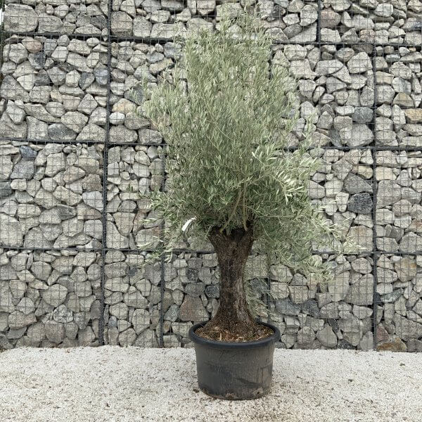 Gnarled Olive Tree J667 - Image 2