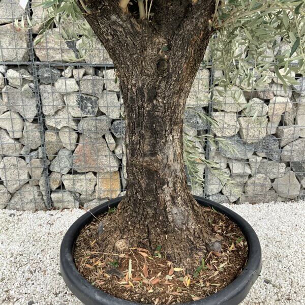 Gnarled Olive Tree J667 - Image 3