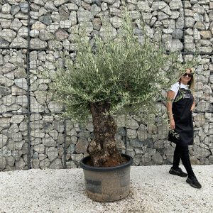 Gnarled Olive Tree J669