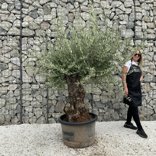Gnarled Olive Tree J669
