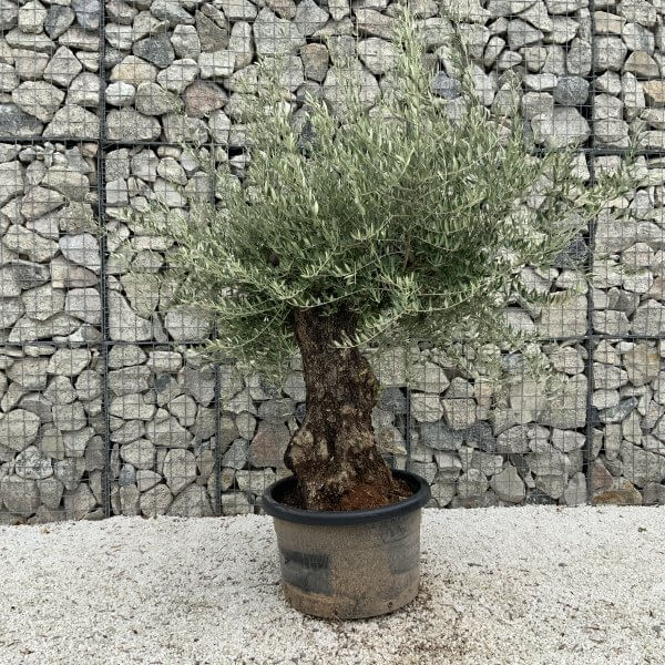 Gnarled Olive Tree J669 - Image 2