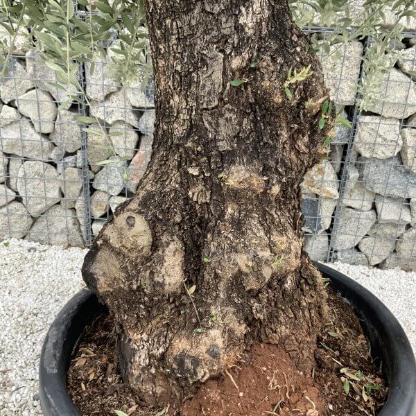 Gnarled Olive Tree J669 - Image 3