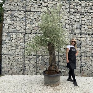 Gnarled Olive Tree J670