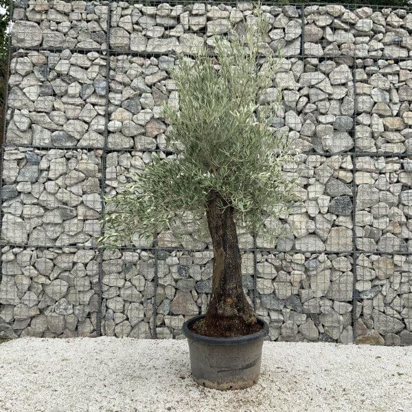 Gnarled Olive Tree J670 - Image 2