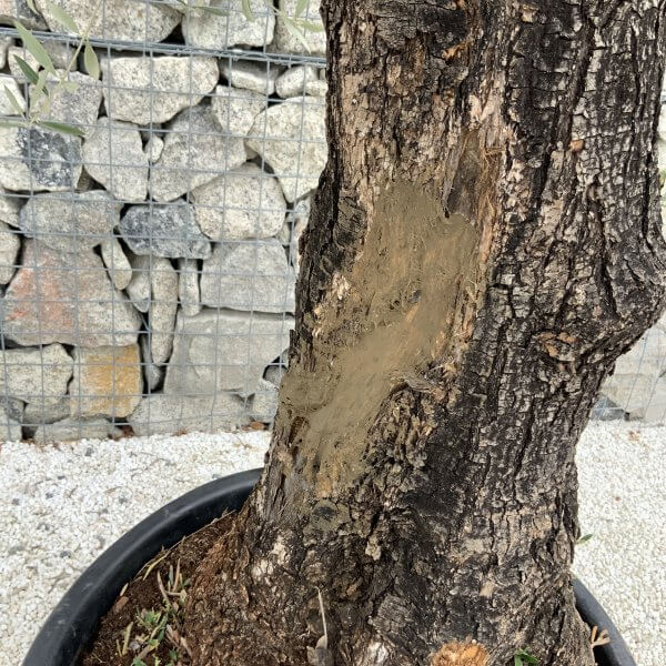 Gnarled Olive Tree J670 - Image 3