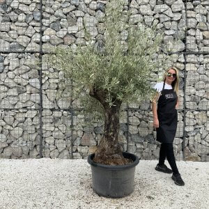 Gnarled Olive Tree J696