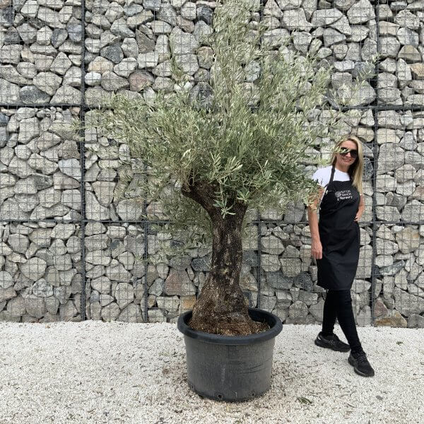 Gnarled Olive Tree J696
