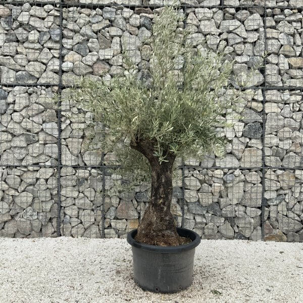 Gnarled Olive Tree J696 - Image 2