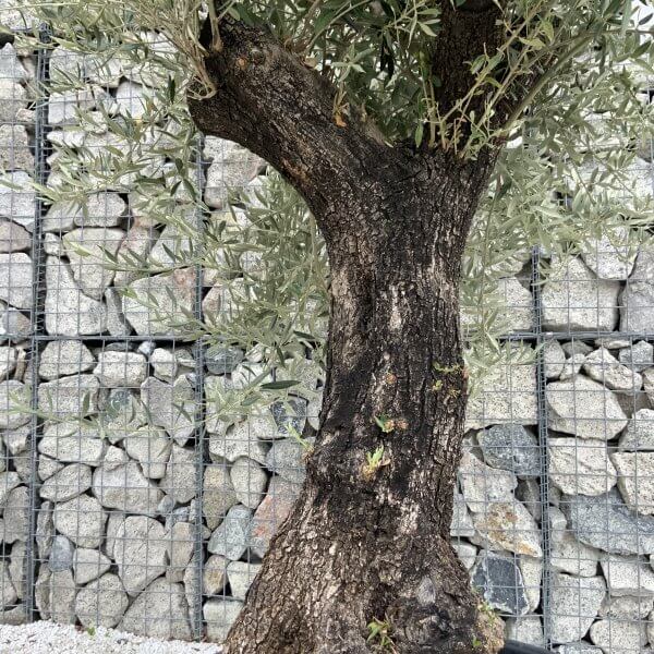 Gnarled Olive Tree J696 - Image 3