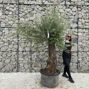 Gnarled Olive Tree J700