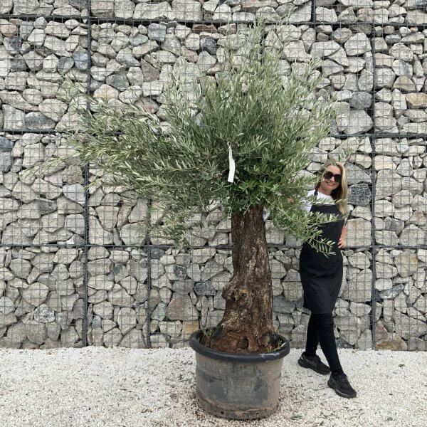 Gnarled Olive Tree J700