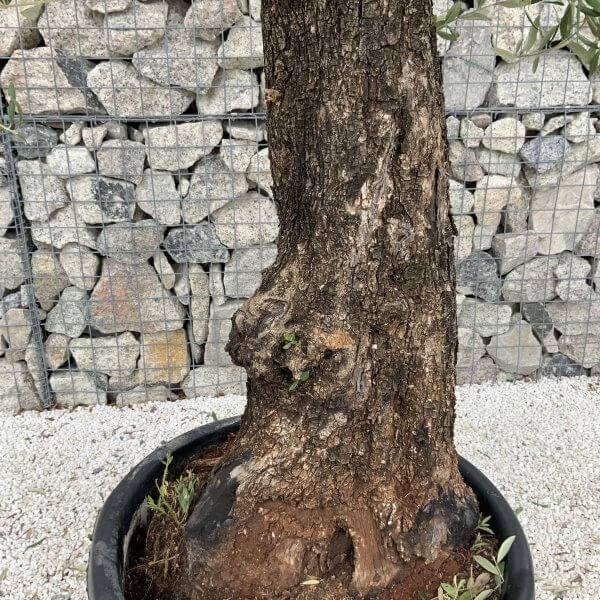 Gnarled Olive Tree J700 - Image 3