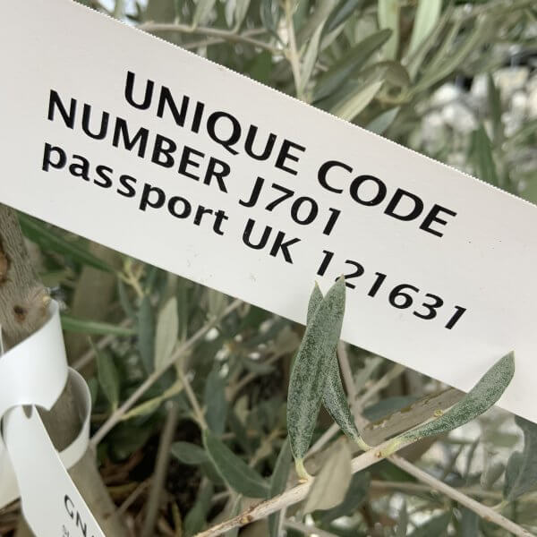 Gnarled Olive Tree J701 - Image 4