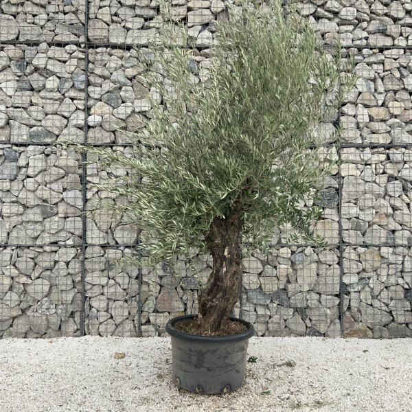 Gnarled Olive Tree J701 - Image 2