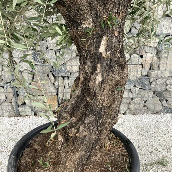 Gnarled Olive Tree J701 - Image 3