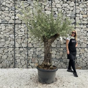 Gnarled Olive Tree J716