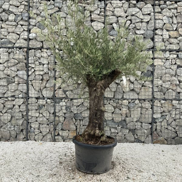 Gnarled Olive Tree J716 - Image 2