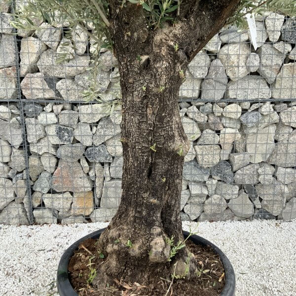 Gnarled Olive Tree J716 - Image 3