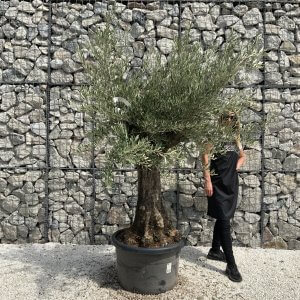 Olive Tree Tuscan Chunky Trunk  J750
