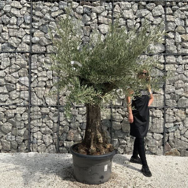 Olive Tree Tuscan Chunky Trunk  J750